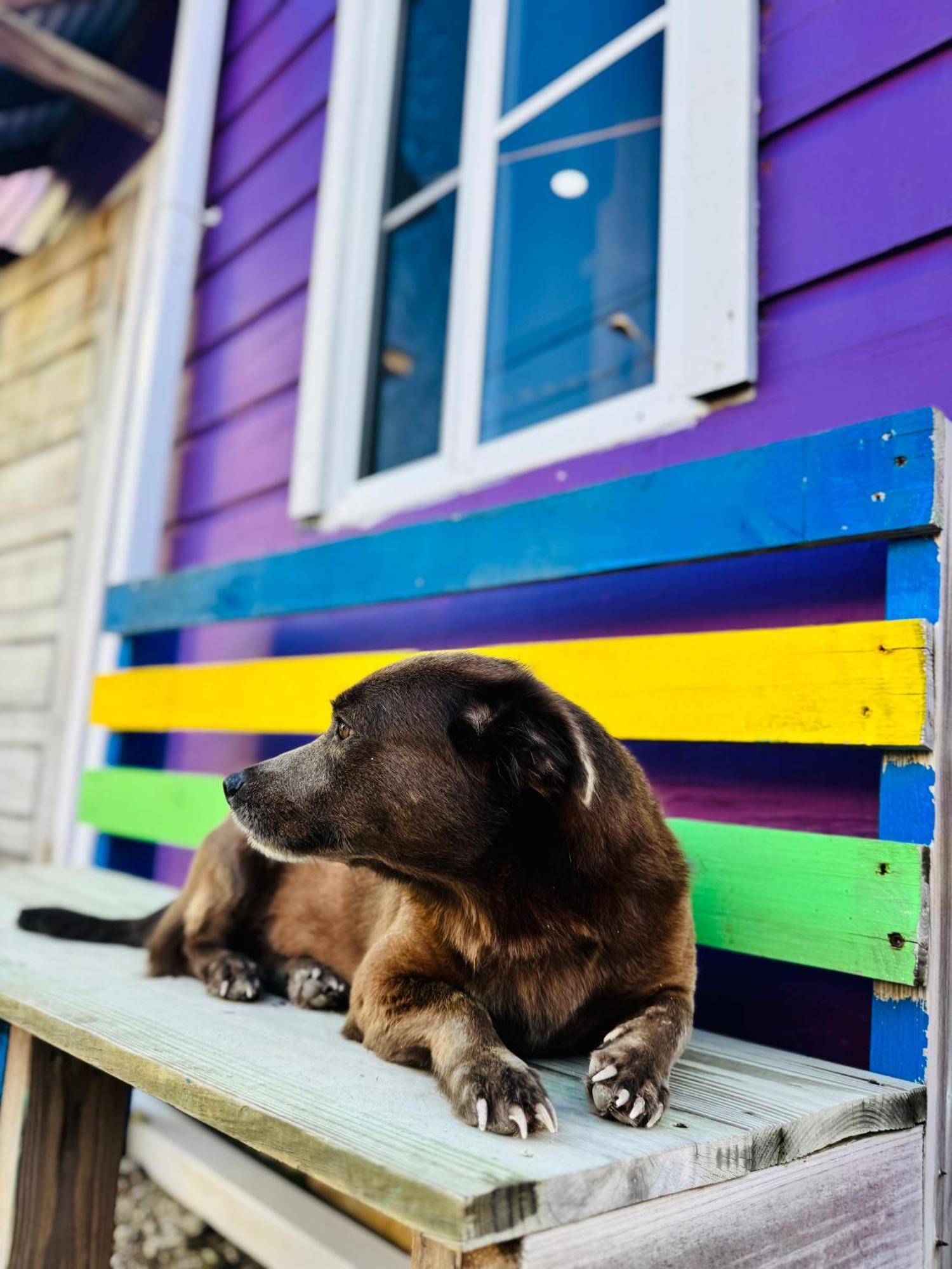 Go Slow Guesthouse Caye Caulker Exterior photo